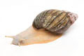 Archachatina purpurea Quinea albino body adult